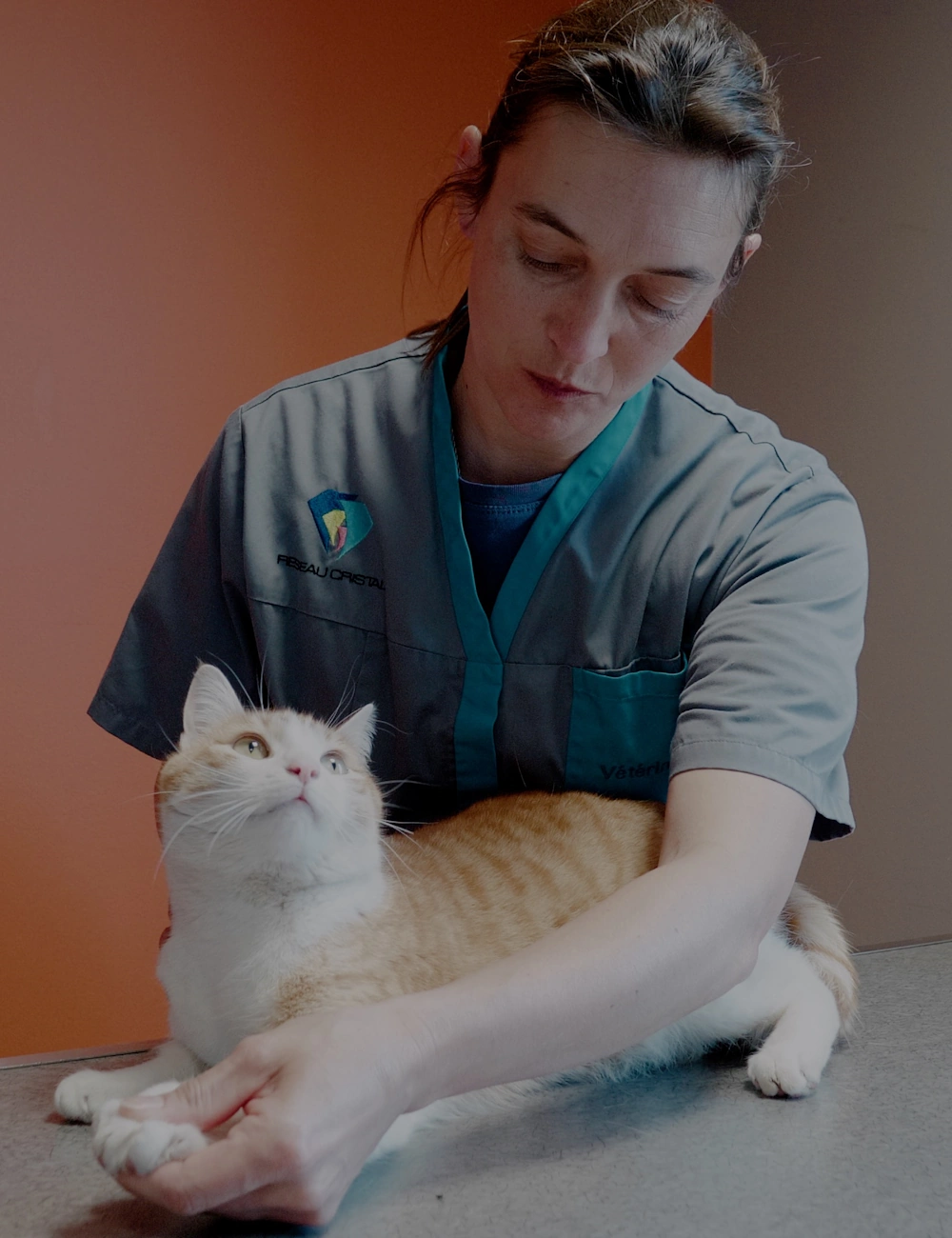 Une vétérinaire ausculte un chat