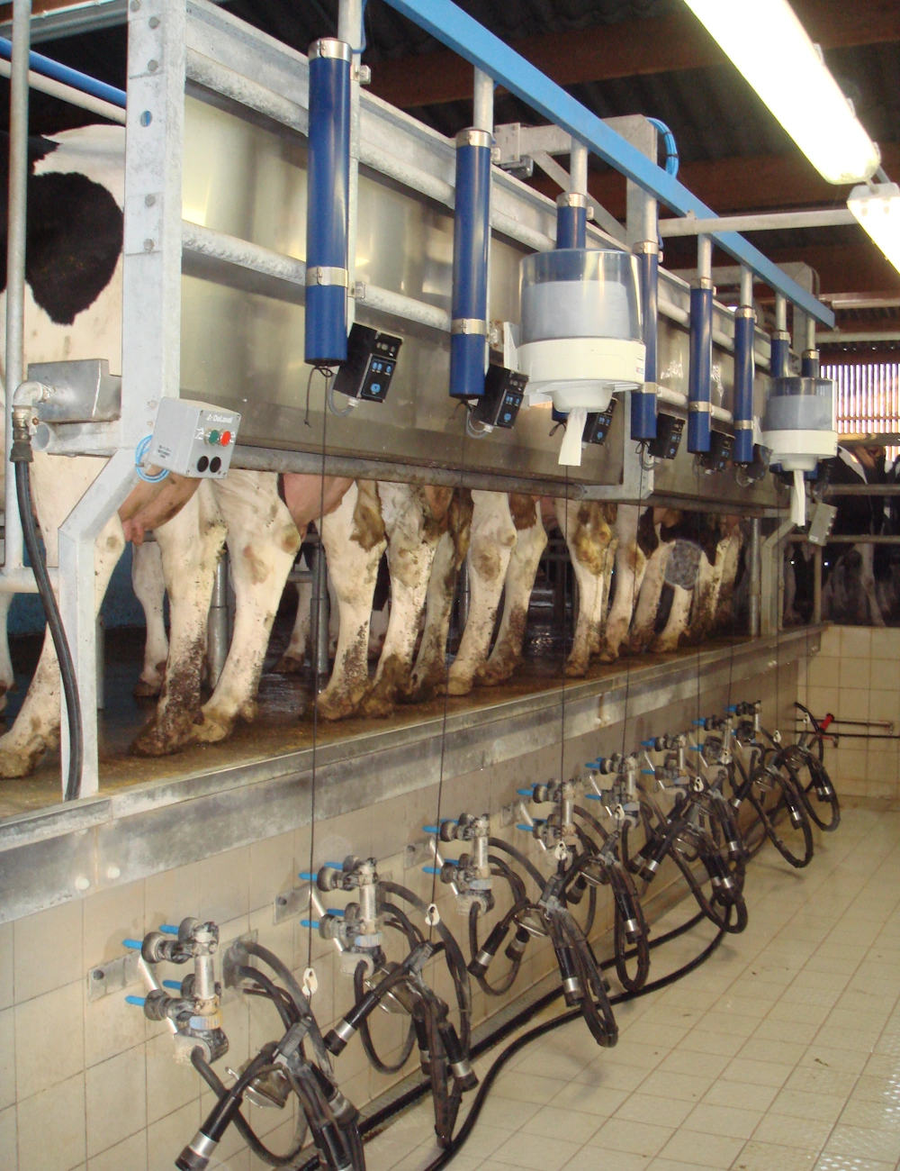 Une échographie digestive bovine